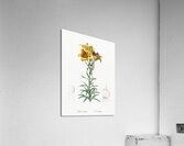 Fire lily illustration  Acrylic Print