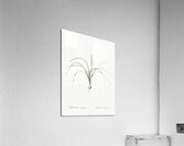 Lachenalia angustifolia illustration  Acrylic Print
