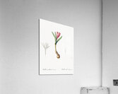Spring meadow saffron illustration  Acrylic Print