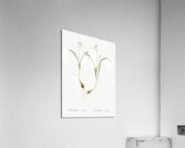 Snowdrop illustration  Acrylic Print