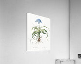 Iris scorpiodes illustration  Acrylic Print