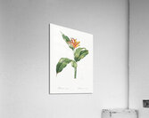 Lobster claws illustration  Acrylic Print