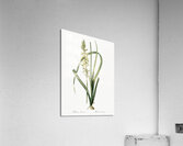 Koyosa illustration  Acrylic Print