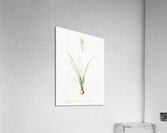 Hyacinthus viridis illustration  Acrylic Print