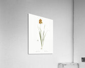 Ixia conica illustration  Acrylic Print