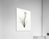 Bermudiana illustration  Acrylic Print