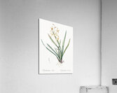 Epidendrum sinense illustration  Acrylic Print
