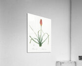 Redhot poker illustration  Acrylic Print