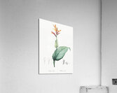 Indian shot illustration  Acrylic Print