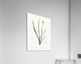 Iris martinicensis illustration  Acrylic Print