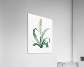 Eucomis punctata illustration  Acrylic Print