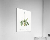 Scilla Lilio hyacinthus illustration  Acrylic Print
