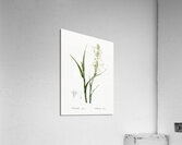 Polianthes tuberosa illustration  Acrylic Print