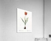 Tulip illustration  Acrylic Print