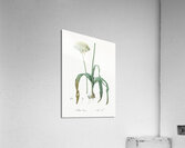 Black garlic illustration  Acrylic Print