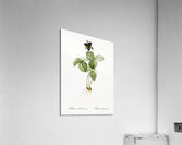 Trillium rhomboideum illustration  Acrylic Print