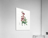 Lilium martagon illustration  Acrylic Print