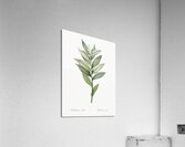 Smilacina stellata illustration  Acrylic Print