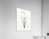 Narcissus poeticus illustration  Acrylic Print
