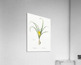 Narcissus poeticus illustration  Acrylic Print