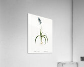 Common Bluebell illustration  Acrylic Print