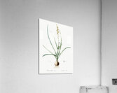 Hyacinthus serotinus illustration  Acrylic Print