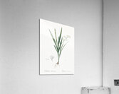 Gladiolus Xanthospilus illustration  Acrylic Print