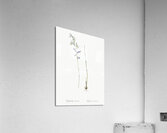 Gladiolus orobanche illustration  Acrylic Print