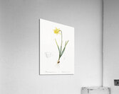 Lent lily illustration  Acrylic Print
