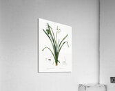 Summer snowflake illustration  Acrylic Print