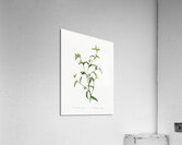 Commelina africana illustration  Acrylic Print