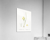 Wonder flower illustration  Acrylic Print