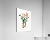 Amaryllis Belladonna illustration  Acrylic Print