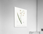 Gladiolus cuspidatus illustration  Acrylic Print
