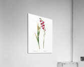 Eastern gladiolus illustration  Acrylic Print