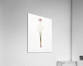 Autumn onion illustration  Acrylic Print