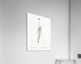 Narrow-leaf blue-eyed-grass illustration  Acrylic Print