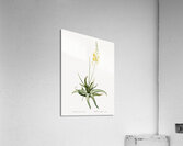 Bulbine illustration  Acrylic Print
