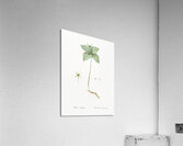 Herb paris illustration  Acrylic Print