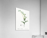 Solomon seal illustration  Acrylic Print