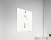 Allium foliosum illustration  Acrylic Print