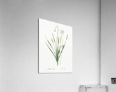 Star squill illustration  Acrylic Print