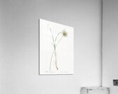 Pale garlic illustration  Acrylic Print