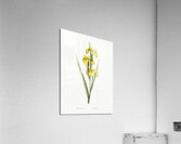 Pale garlic illustration  Acrylic Print