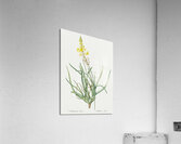 Stalked bulbine illustration  Impression acrylique