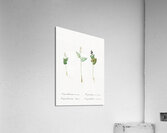 Mayanthemum illustration  Acrylic Print