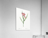 Tulipa oculus Colis illustration  Acrylic Print