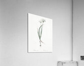 Hairy garlic illustration  Acrylic Print