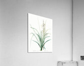 Branched asphodel illustration  Acrylic Print