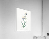 Elder scented iris illustration  Acrylic Print